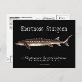 Shortnose Sturgeon – 黒 – はがき (正面/裏面)