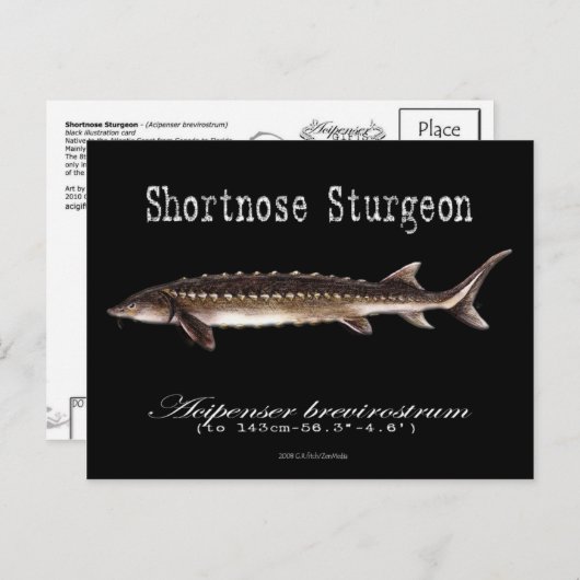 Shortnose Sturgeon – 黒 – はがき (正面/裏面)
