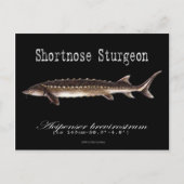 Shortnose Sturgeon – 黒 – はがき (正面)