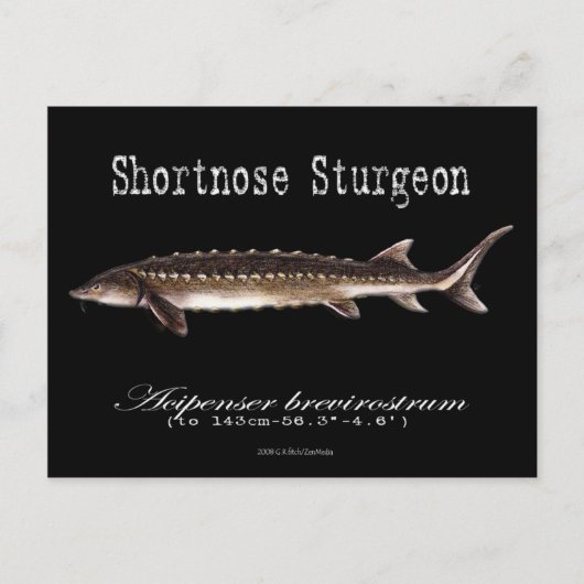 Shortnose Sturgeon – 黒 – はがき (正面)