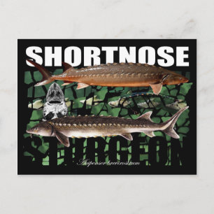 ShortnoseCollage-PCard ポストカード