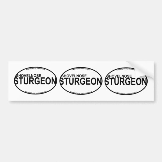 Shovelnoseのチョウザメのユーロのステッカー バンパーステッカー (正面)