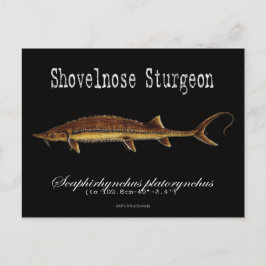 Shovelnose Sturgeon – 黒はがき ポストカード