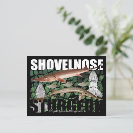 Shovelnose Sturgeon-Collage – はがき (スタンド正面)