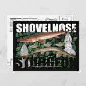 Shovelnose Sturgeon-Collage – はがき (正面/裏面)