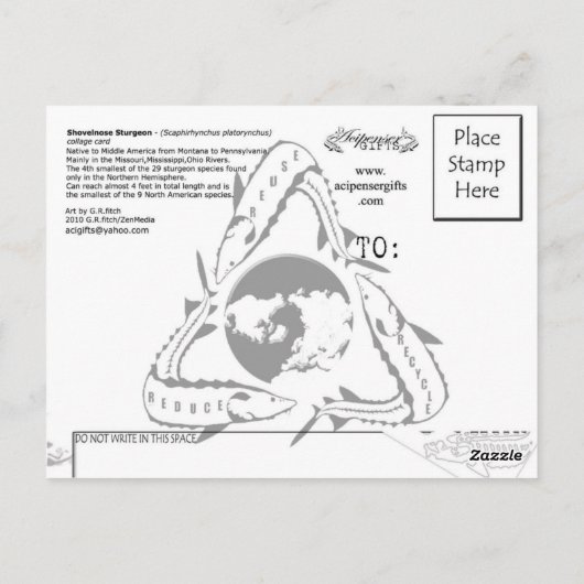 Shovelnose Sturgeon-Collage – はがき (裏面)