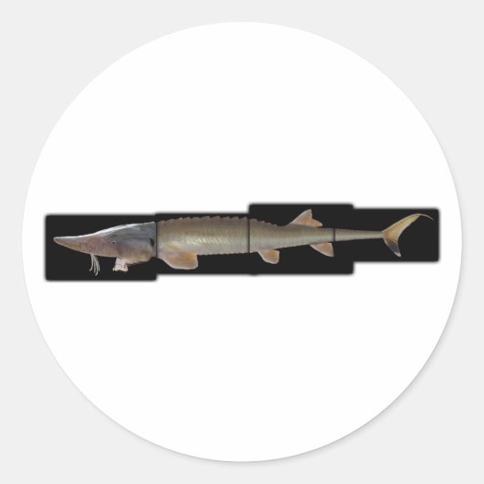 Shovelnose Sturgeon - Scaphirhynchus platorynchus ラウンドシール (正面)