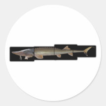 Shovelnose Sturgeon - Scaphirhynchus platorynchus