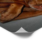 Shy Chocolate Lab Pit Mix Dog ポスター (角)