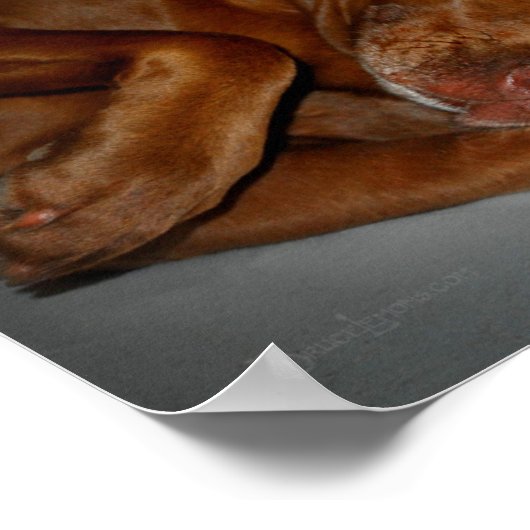 Shy Chocolate Lab Pit Mix Dog ポスター (角)