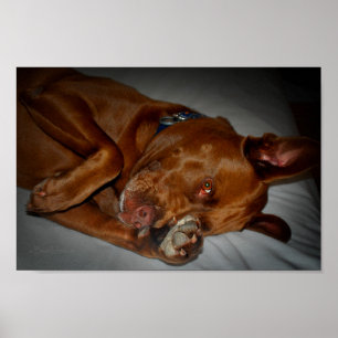 Shy Chocolate Lab Pit Mix Dog ポスター