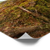 "Shy Little Vixen" ポスター (角)