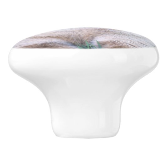 Siamese cat セラミックノブ (側面)