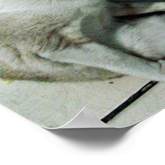 Siamese Cat Friend ポスター (角)