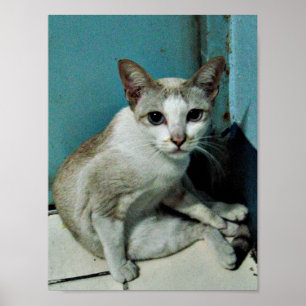 Siamese Cat Friend ポスター