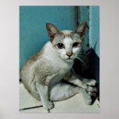 Siamese Cat Friend ポスター (正面)