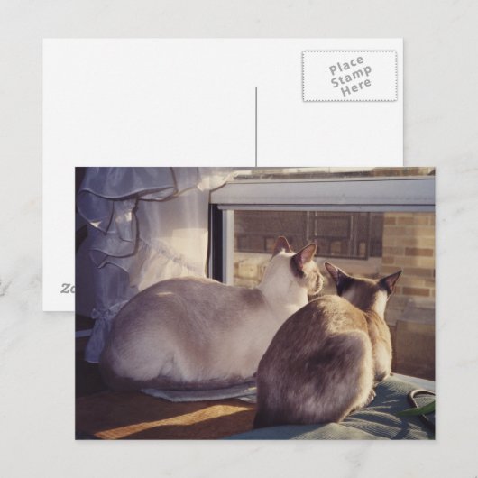 Siamese Cats Two at Window (2) ポストカード (正面/裏面)