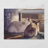 Siamese Cats Two at Window (2) ポストカード (正面)