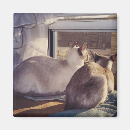 Siamese Cats Two at Window (2) マグネット (正面)
