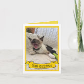 Siamese Kittenユーモアのあるの写真をどうもありがとう サンキューカード (正面)