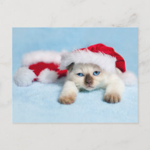 Siamese Kitten:クリスマス子猫 シーズンポストカード
