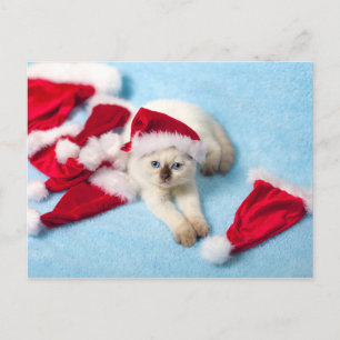 Siamese Kitten: Santa Hats シーズンポストカード