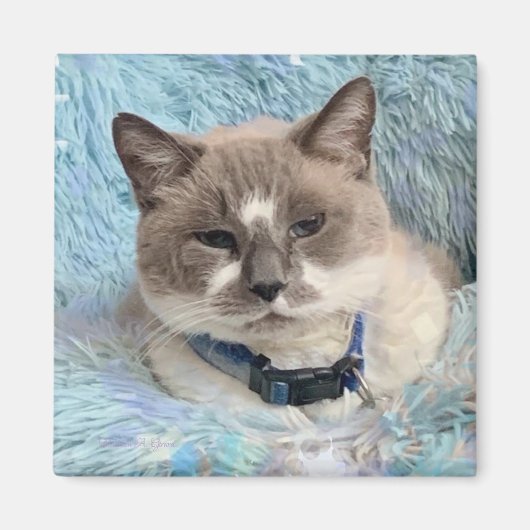 Siamese Snowshoe Cat Blue Eyes Maureen Girard マグネット (正面)