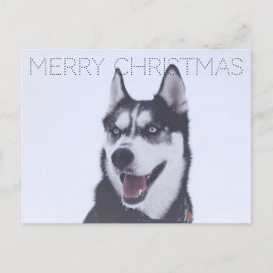 Siberian Husky-Christmas シーズンポストカード