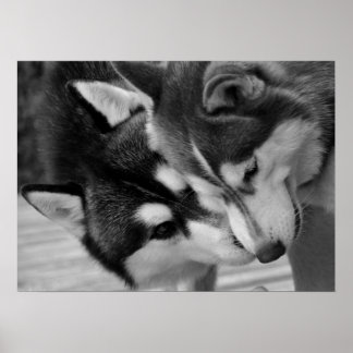 Siberian Husky Love 2 ポスター