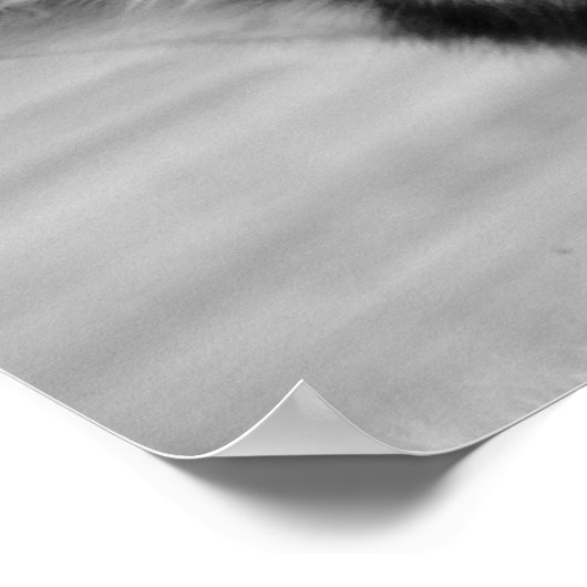 Siberian Husky Love 2 ポスター (角)