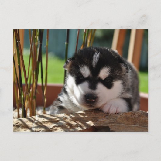 Siberian Husky Puppy with Bamboo ポストカード (正面)