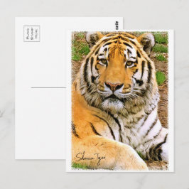 Siberian Tiger ポストカード
