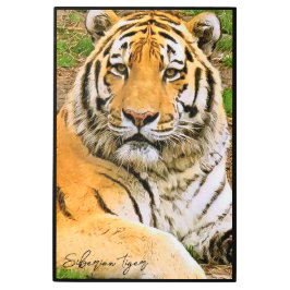 Siberian Tiger メタルプリント