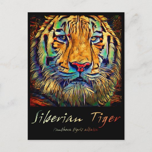 Siberian Tiger [Postcard] ポストカード (正面)