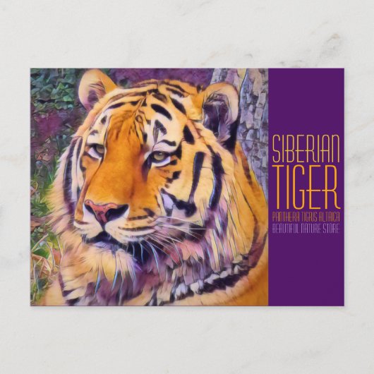 Siberian Tiger [Postcard] ポストカード (正面)