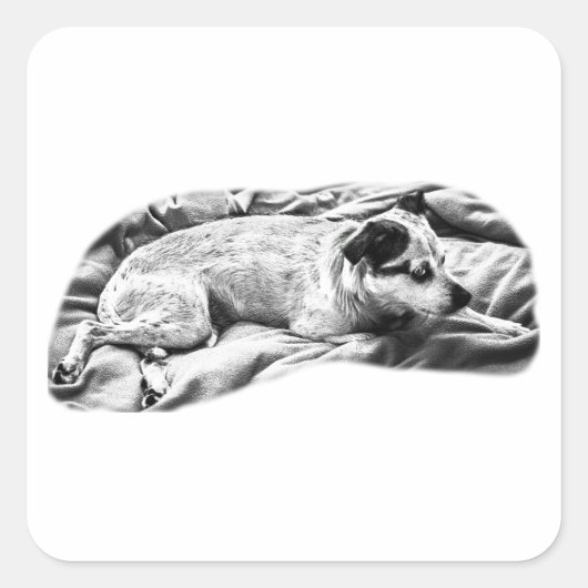 Side-Eye Snoozer with Feathered Tones スクエアシール (正面)