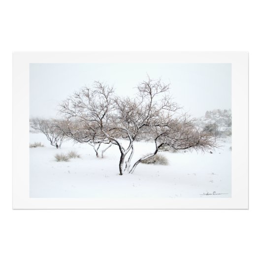 Sidharta Pascualによる雪の木 フォトプリント (正面)