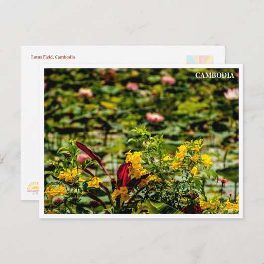 Siem Reap Lotus Field Cambodia Postcard シーズンポストカード (正面/裏面)