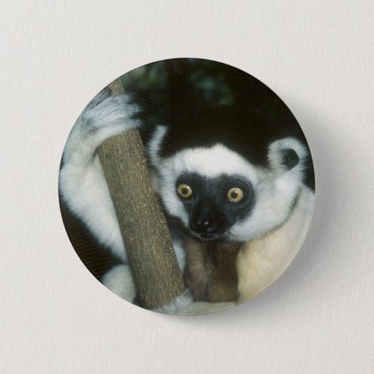 Sifaka (Lemur)、マダガスカル 缶バッジ (正面)