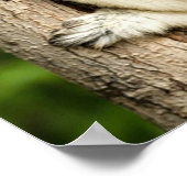 Sifaka Lemur in Madagascar Forest ポスター (角)