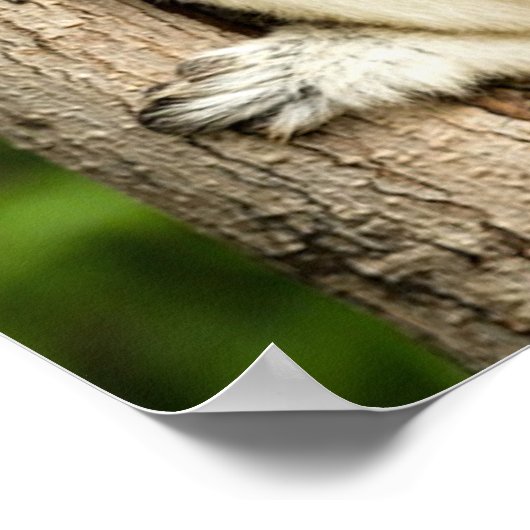 Sifaka Lemur in Madagascar Forest ポスター (角)