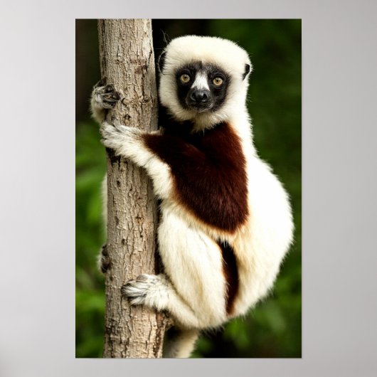 Sifaka Lemur in Madagascar Forest ポスター (正面)