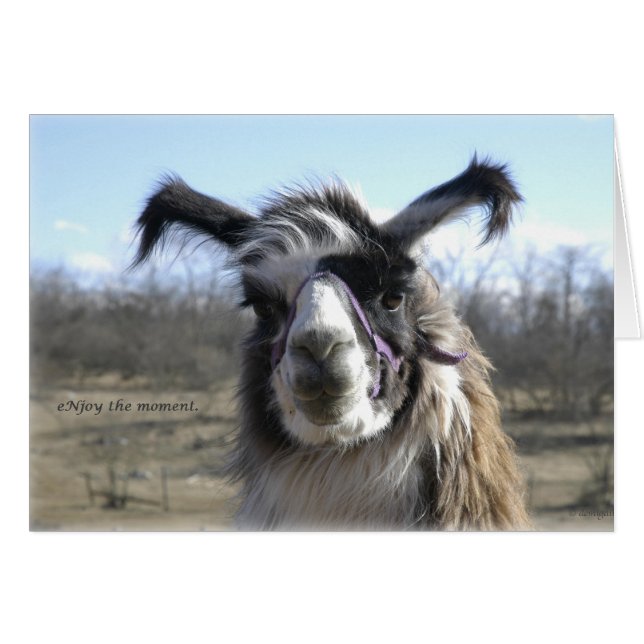 sigh_llama_njoy_D1477 (正面横)