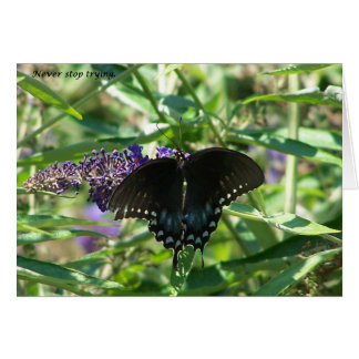sigh_spicebush_never_stop_1363x
