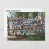 Sign Post Forest，ワトソン湖，ユーコン ポストカード (正面/裏面)