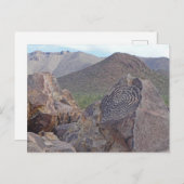 Signal Hill Petroglyph - Saguaro NP – アリゾナ ポストカード (正面/裏面)