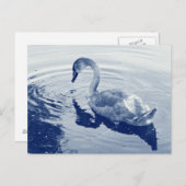 Signet Swan – デジタルシアノタイプ ポストカード (正面/裏面)