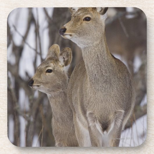 Sikaのシカの雌ジカおよび若いの北海道、日本 コースター (正面)