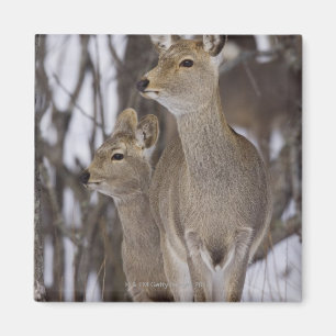 Sikaのシカの雌ジカおよび若いの北海道、日本 マグネット