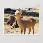 Sika Deer in Nara Park ポストカード (正面)